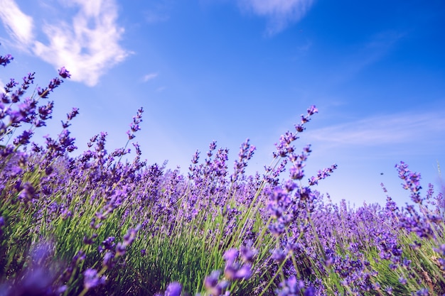 Lavender field in the summer