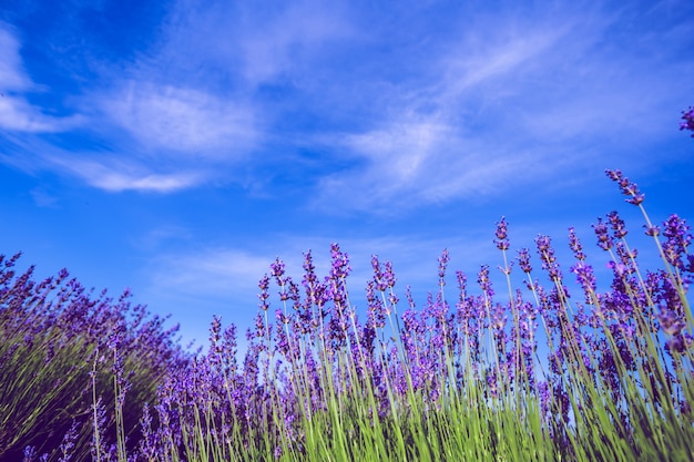 Lavender Field in the summer