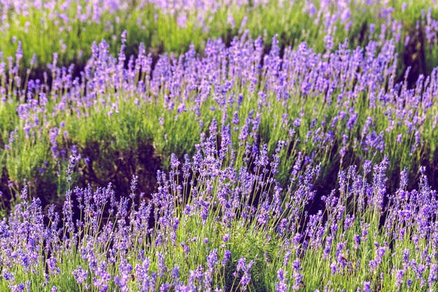 Lavender Field in the summer