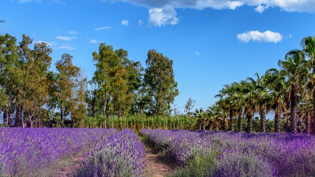 Lavender field on the sunny day