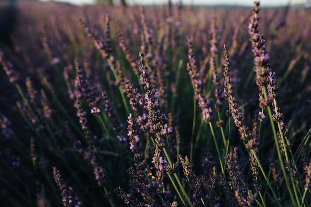 Lavender field on a sunset background