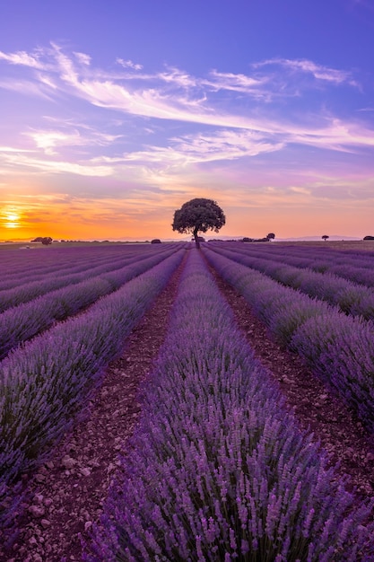 Foto campo di lavanda al tramonto con fiori viola brihuega guadalajara spagna foto verticale
