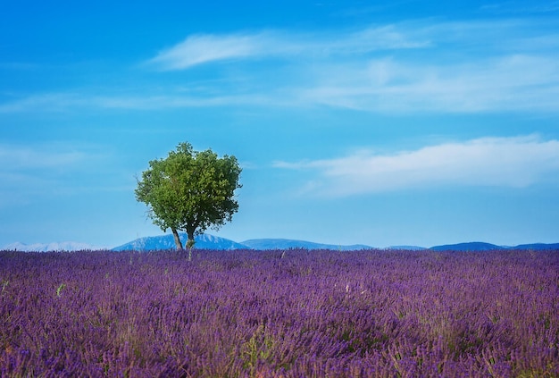 Lavender field and tree with summer blue sky and clouds france retro toned