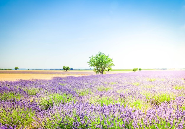 Lavender field and tree