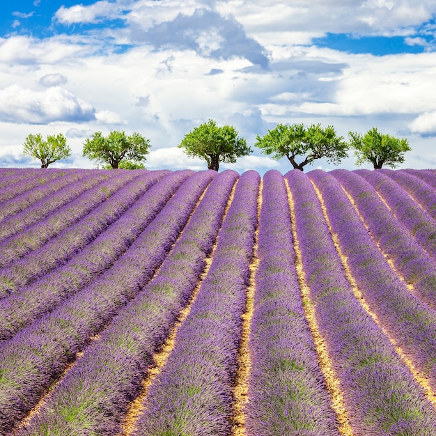 Lavender field with cloudy sky, France, Europe