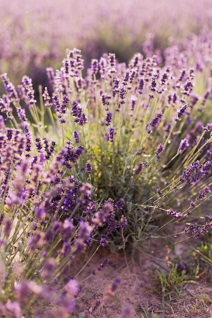 Lavender field with purple flowers