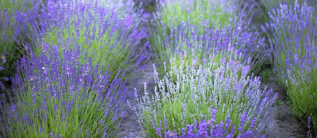 Lavender field, Young healthy shoots bloom in bright blue or purple, drone view