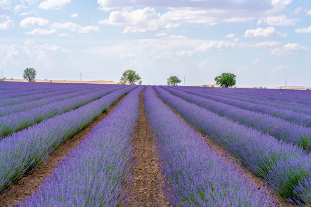 Premium Photo | Lavender field