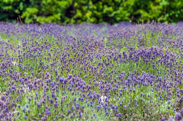 Lavender field