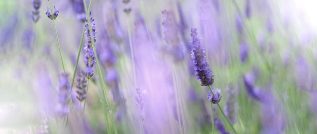 I campi di lavanda fioriscono a hokkaido in giappone per rilassarsi in estate o in primavera