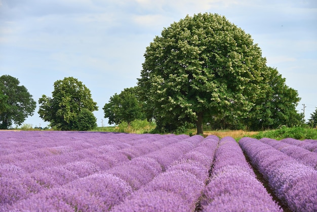 Lavender fields and green tree at the summer day natural color