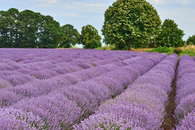 Lavender fields and green tree at the summer day natural color