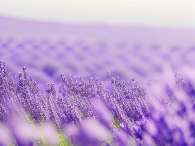 Lavender fields minimal abstract background