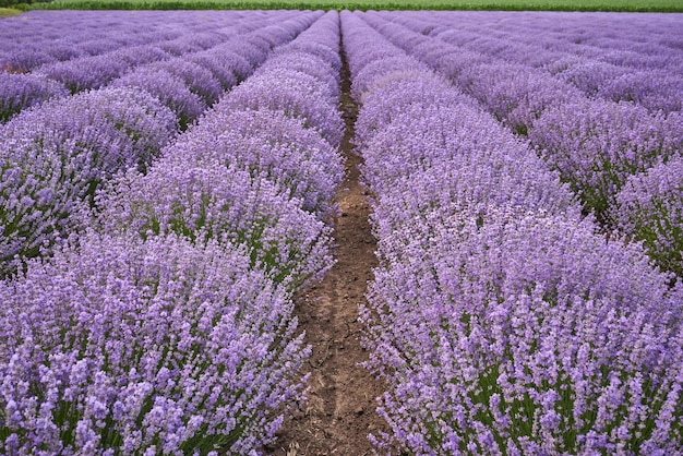 Lavender fields at the summer day natural color