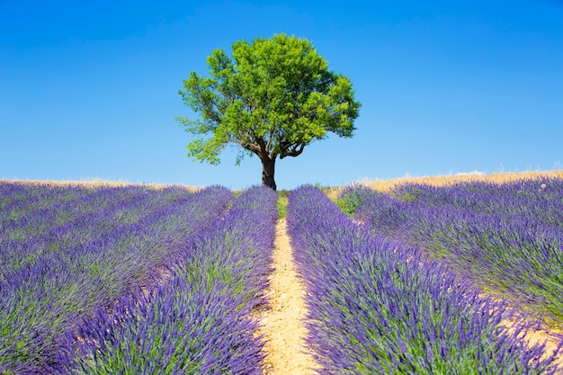 Lavender fields with tree, french provence