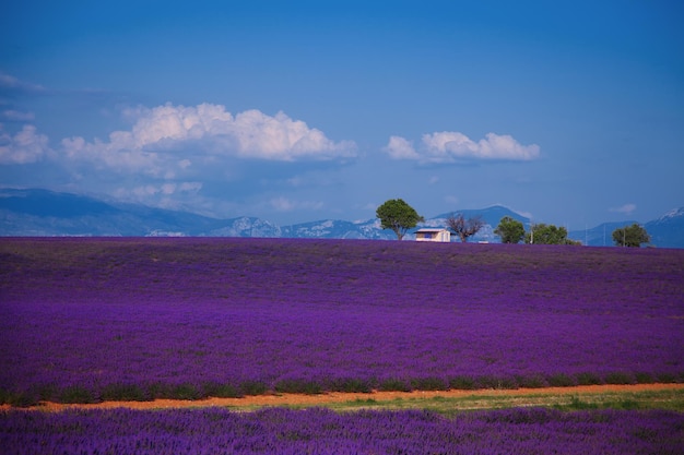 Lavender fields