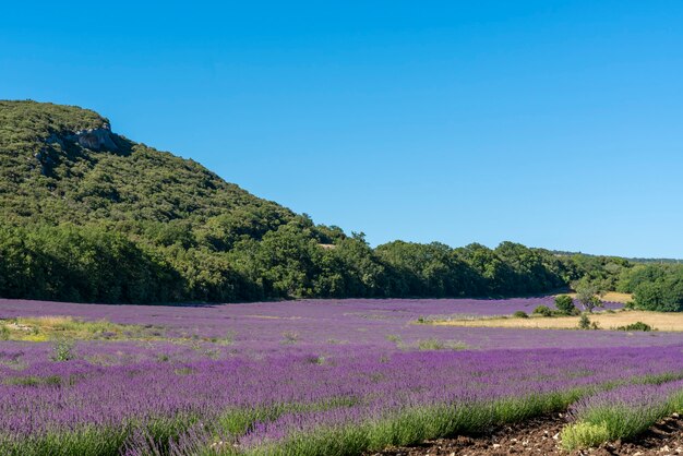 Lavender flower background in the fields of Provence in France.