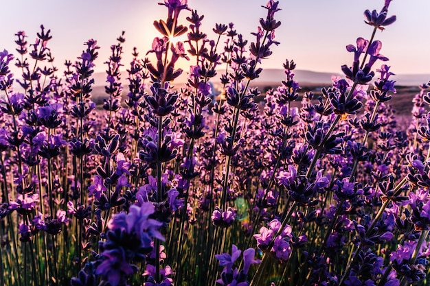 美しい紫色とボケの光とラベンダーの花の背景プロヴァンスフランスの日没時のフィールドで咲くラベンダークローズアップ選択的な焦点