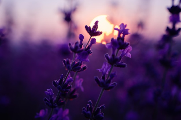 Lavender flower background with beautiful purple colors and bokeh lights Blooming lavender in a field at sunset in Provence France Close up Selective focus