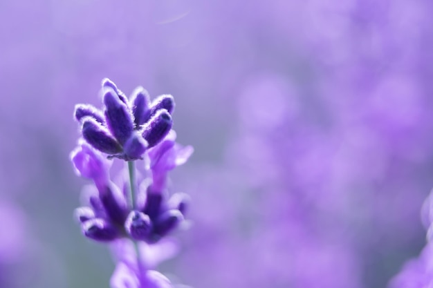 美しい紫色とボケライトがラベンダーに咲くラベンダーの花の背景