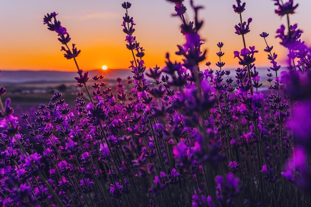 Lavender flower background with beautiful purple colors and bokeh lights blooming lavender in a