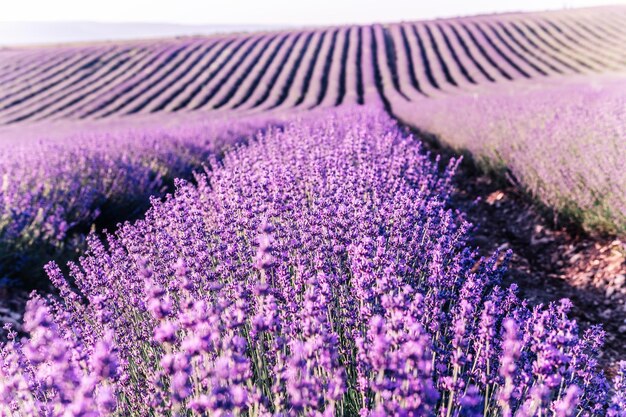 美しい紫色とボケライトがラベンダーに咲くラベンダーの花の背景