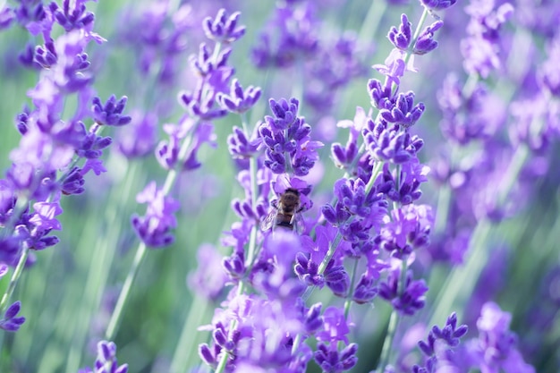 Lavender flower background with beautiful purple colors and bokeh lights blooming lavender in a