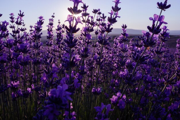 Lavender flower background with beautiful purple colors and bokeh lights blooming lavender in a