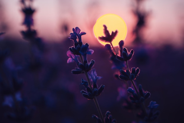 Lavender flower background with beautiful purple colors and bokeh lights blooming lavender in a