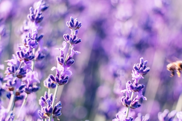 Lavender flower background with beautiful purple colors and bokeh lights blooming lavender in a