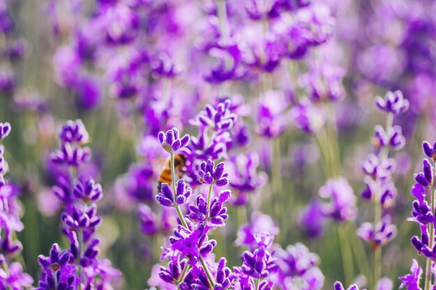 Lavender flower background with beautiful purple colors and bokeh lights blooming lavender in a