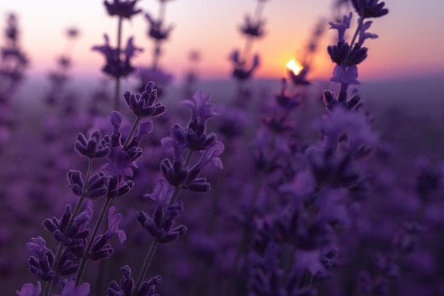 Lavender flower background with beautiful purple colors and bokeh lights blooming lavender in a