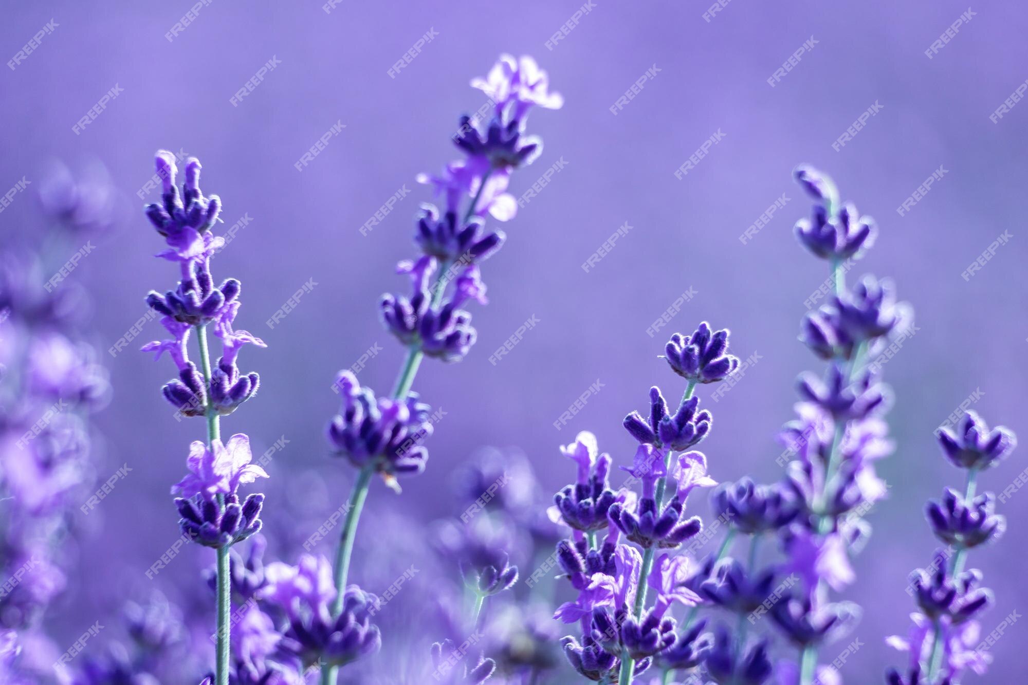 Premium Photo | Lavender flower background with beautiful purple colors and  bokeh lights blooming lavender in a
