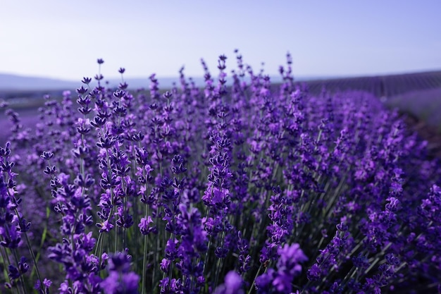 Lavender flower background with beautiful purple colors and bokeh lights blooming lavender in a