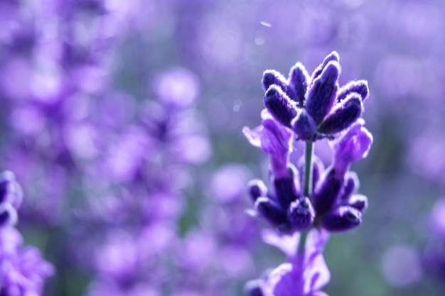 Sfondo di fiori di lavanda con bellissimi colori viola e luci bokeh che fioriscono lavanda in a