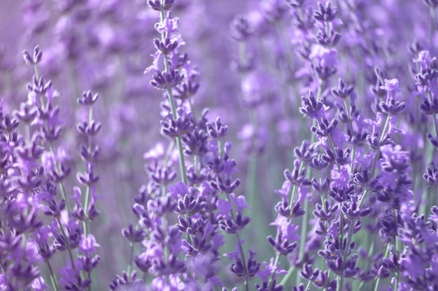 Sfondo di fiori di lavanda con bellissimi colori viola e luci bokeh che fioriscono lavanda in a