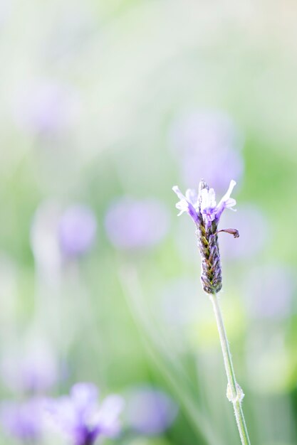 Lavender flower background