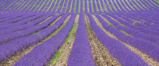 Lavender flower blooming scented fields in endless rows Valensole plateau Provence France Europe