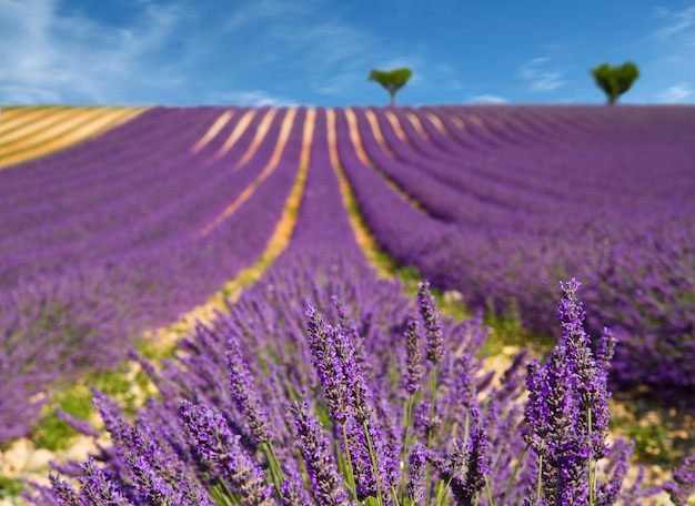 Campi profumati di fiori di lavanda