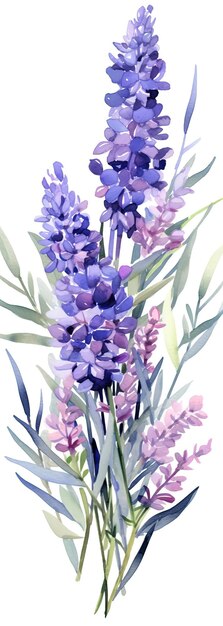 lavender flower bouquet watercolor on white background in the style of trompe loeil illusions