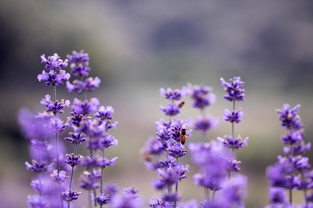 ラベンダーの花が韓国の畑にクローズアップ