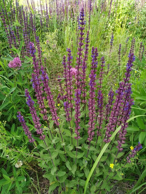 라벤더 꽃은 푸른 하늘에 대 한 프로방스 프랑스에서 필드에 가까이