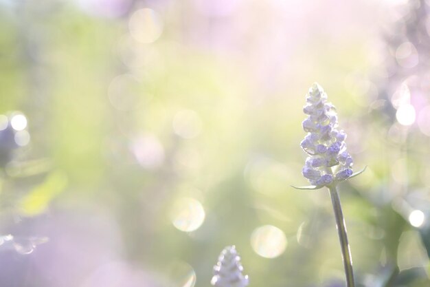 緑の背景とクローズアップでラベンダーの花