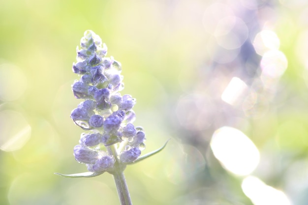 緑の背景とクローズアップでラベンダーの花