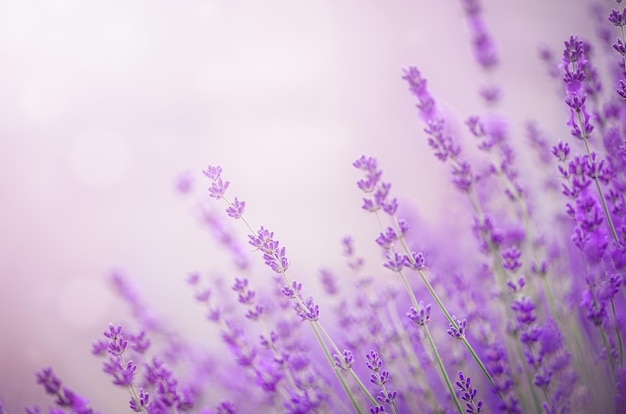 lavender flower field closeup on sunset