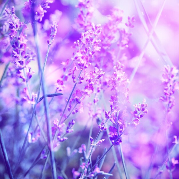 Lavender flower field image for natural background selective focus