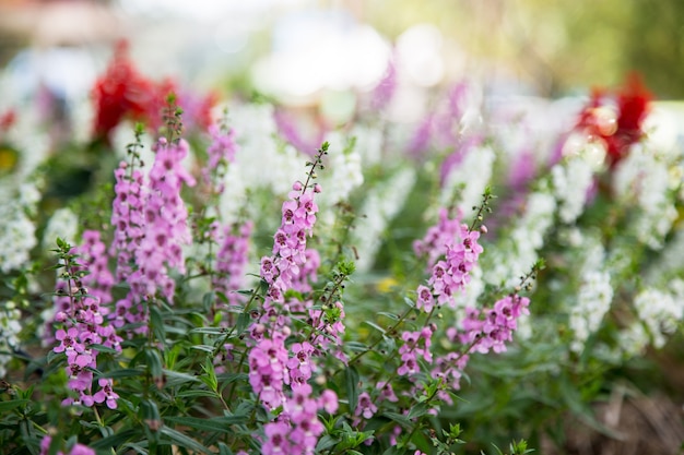 写真 庭のラベンダーの花