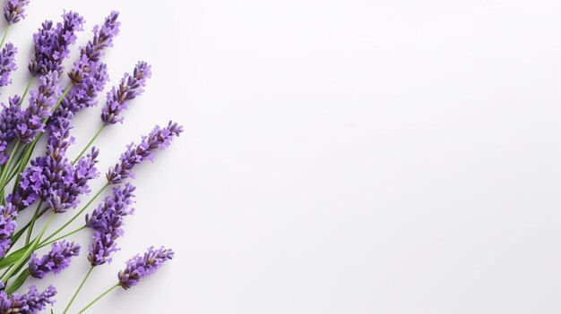 Lavender flower lilac with green leaves lay flat isolated on white background