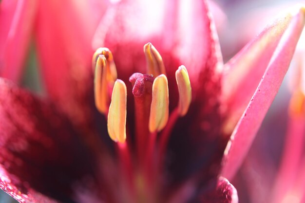 Photo lavender flower nice chrysanthemum purple tulip bouquet of nice pink tulips ready as a gift for valentine's day