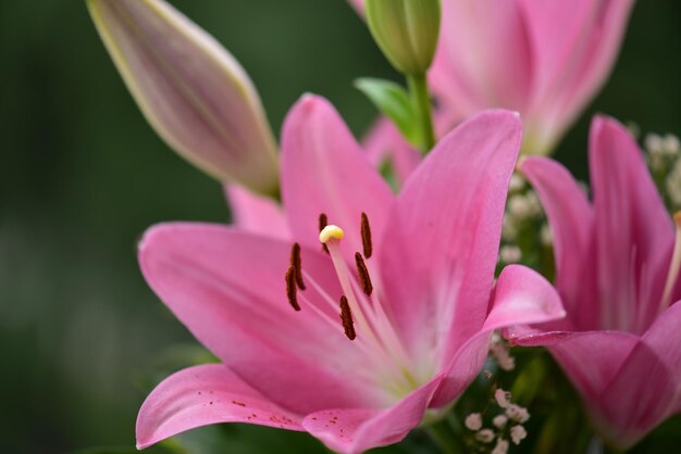 Photo lavender flower nice chrysanthemum purple tulip bouquet of nice pink tulips ready as a gift for valentine's day